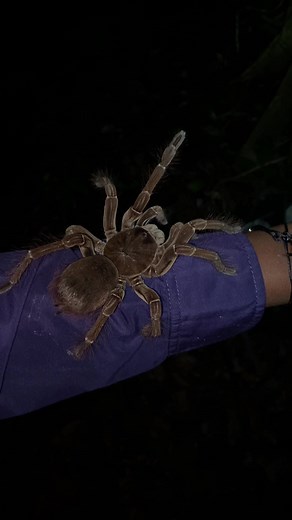 Discover the Enormous Goliath Bird-eating Tarantula!