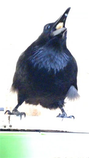 Watch this super slow motion video of a crow eating so skillfully!