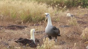 80K views · 7.3K reactions | One of the most notable features of the Waved Albatross is its unique range. Where in the world can a birder find a Waved Albatross? https://abcbirds.org/bird/waved-albatross/ | American Bird Conservancy | Facebook