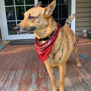 They can strike at any moment, even when you least expect it...Is it mesothelioma? No...It's THE ZOOMIES! 🐕💨 | The Pet Collective