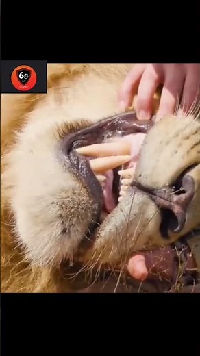 شاهد طول أنياب الأسد Watch the length of the lion's fangs😱