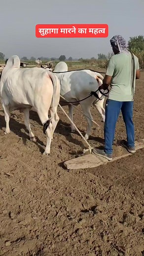 554K views · 10K reactions | Top Beautiful Haryana Breed Ox Pair #shorts #reels #ox #farming | Jagruk Kisan | Facebook