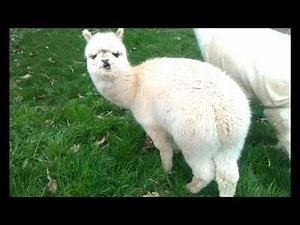 Flying Alpaca Leap