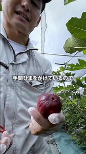 「いちじくは皮を剥いて食べるもの」と思っていませんか？実は皮ごとが一番贅沢な理由👇