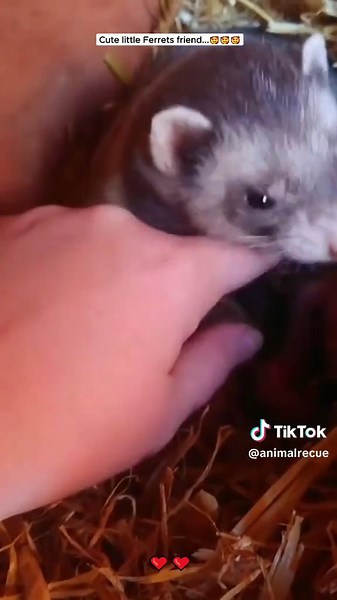 Animal Rescue on TikTok