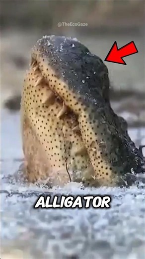 How Alligators Survive Frozen Lakes?? #facts #animals #wildlife