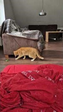 Auto spielen am Morgen 😺