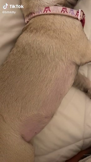 Understanding Pug Breathing Patterns: Expert Advice and Tips