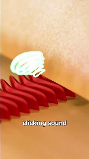 How Crickets Chirp 🤔