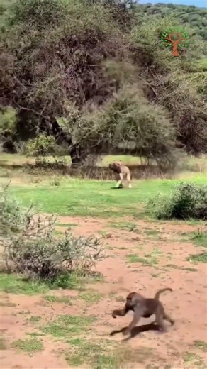 Lioness Catches Baboon in Seconds! #shorts #shortfeed #viralshorts #trendingshorts