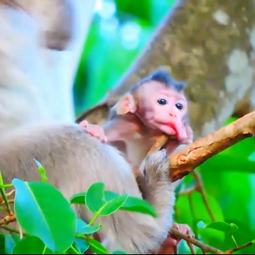 Little Monkey Experiences Unexpected Challenge After Mouth Accidentally Gets Stuck in Tree Branch | Today Monkey II