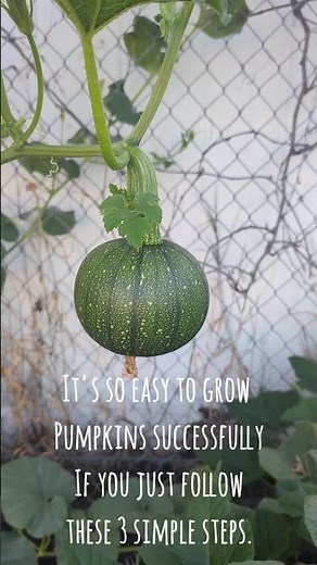 Growing Pumpkins In 3 Simple Steps!