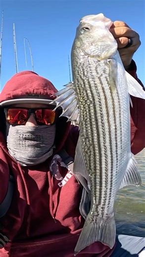 Bass Butcher Fishing on Instagram: "Zebras 🦓 in the Yakerooski 🚣🏽happy Saturday 👊🏼💥 #bassbutcherfishing 🎣#oldtown #sportsman106 #bigcaña #bigbaithank #djidrone #stripedbass #catchandrelease #phenixrods #shimano #reels #sanluisreservoir"