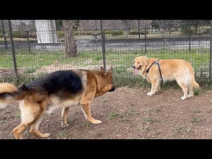 性格控えめなシェパードとゴールデンレトリバーが対面した結果