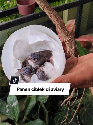 Panen Ciblek di Aviary Mini: Ternak Burung Berhasil
