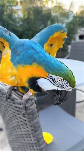@macaw.parrots.for8: Beautiful, friendly Macaw parrots ready for adoption!..., #birds, #parrot