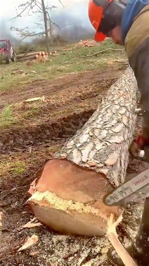 Professional Tree Felling Techniques For Safely Cutting Down Large Forest Logs