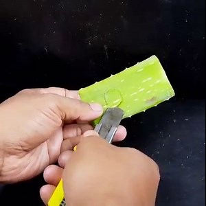 Simple method grow Lichi tree from Lichi with alovera | Rana Craft