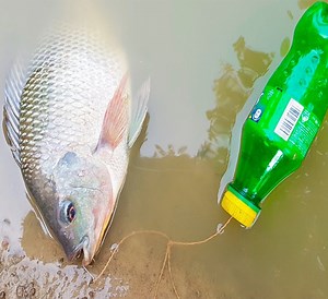 555K views · 374 shares | Catch Fish With Plastic Bottle Fish Trap | Ghada Beauty | Facebook