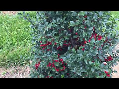 Ilex x meserveae ‘Blue Princess’