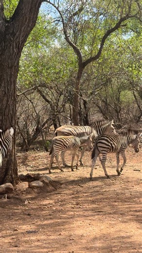 1.7M views · 20K reactions | Zebra Herd moves out 煉 #tsd #wildebeest #nature | Wildest Kruger Sightings | Facebook