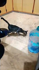 Mapi jugando con su juguete