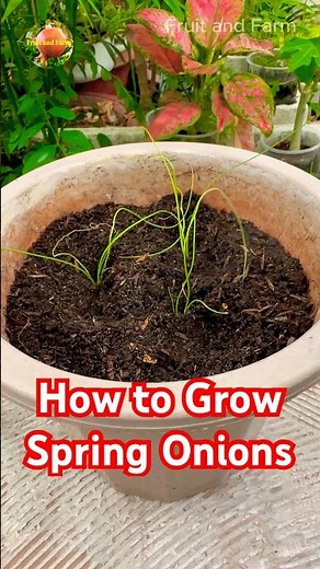 How to Grow Spring Onions at Home