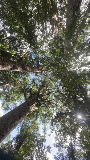 Blueberry Picking and Forest Walking in Northland