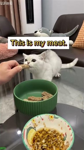 Cute Animal Cat wakes up angry - Cat Compilation 💣 Explosive Funny!