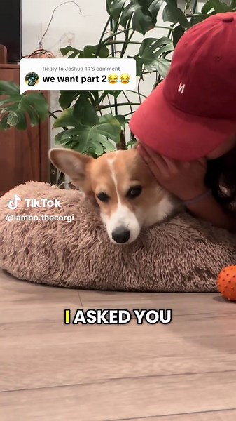 Will Lambo the Corgi Complete the Task?