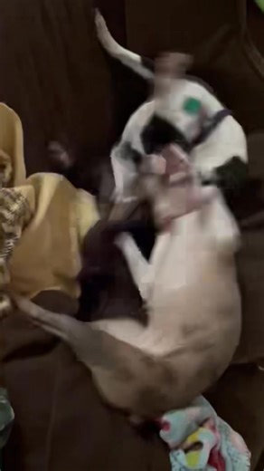 Bella Donna who is now Bambi, has been in her forever home for 2 weeks and is clearly living her best life ❤️ | Boston Terrier Rescue of Florida, Inc.