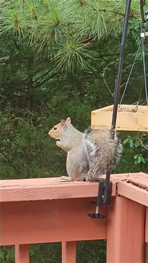 Sneaky SQUIRREL Raids Every Bird Feeder Caught on Camera 🐿️