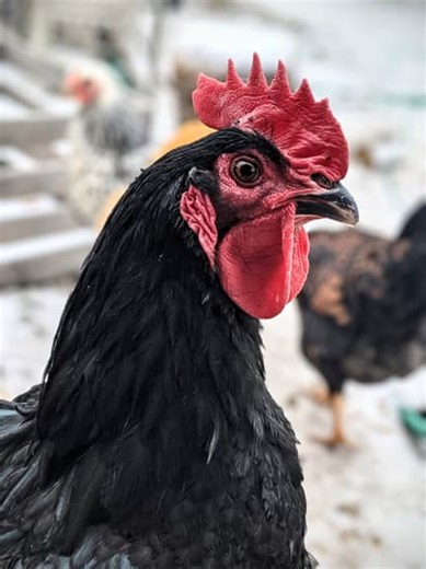 28K views · 649 reactions | The 3 Natural Growth Boosters Every Poultry Farmer Should Know #broilerchickens #farmingtips #healthychicken #farming #poultry #agriculture #dayoldchick #poultryfarming | Poultry Tips | Facebook