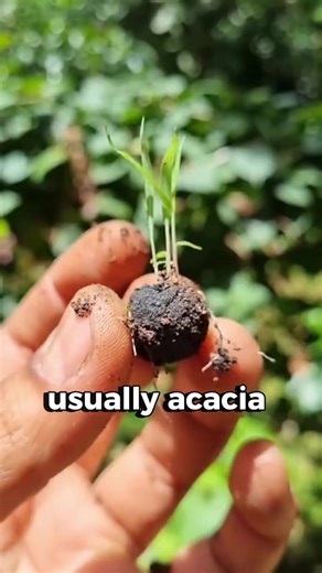 THROWING BLACK BALLS TO SAVE THEIR COUNTRY #randomstuff