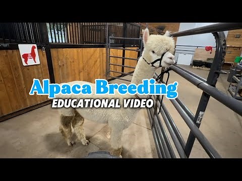 Alpaca Breedings | Educational Video