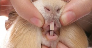 Guinea Pig Teeth: Everything You Need to Know