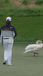 Jin Young Ko was unfazed by this swan at Shadow Creek. 😂🦢 📺 Golf Channel | LPGA T-Mobile Match Play | Golf Channel