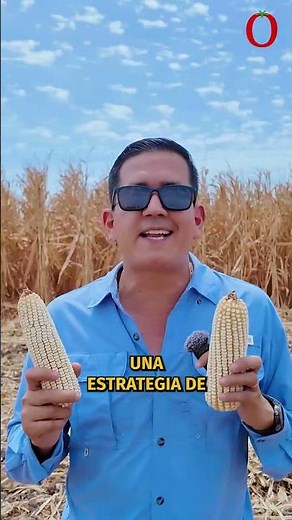 🚨 What stole the corn yield? An explanation today at 6:00 pm