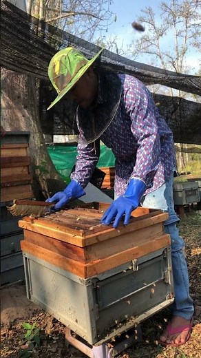 How Honey Is Made / Step By Step Bee Process 🍯🐝 #shorts