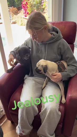 Playful Pug Fight Compilation - Funny Pug Noises & Facade