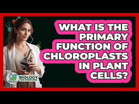 What Is The Primary Function Of Chloroplasts In Plant Cells?