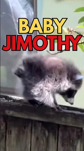 Baby Jimothy First Recorded Moment