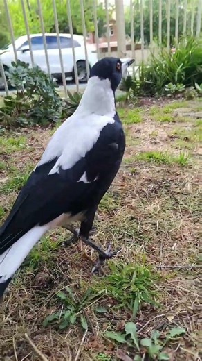 Magpie angry take-off close up