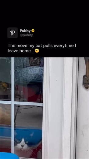 Pubity on Instagram: "😺 Kitties bring quiet magic into everyday life with their soft paws, curious eyes, and playful spirit. Whether curled up in a sunny corner or chasing invisible adventures, they radiate comfort and charm. Their gentle purrs have a way of easing stress, making any space feel instantly warmer and more peaceful. From mischievous moments to sleepy cuddles, a kitty’s presence is pure joy. They remind us to slow down, find wonder in small things, and enjoy life’s cozy pauses. @la