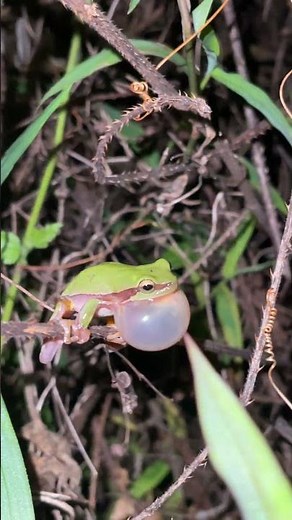 Tree Frog Sounds