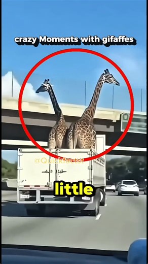 They expect giraffes will not fit under the bridge #giraffe