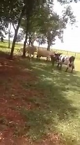 Sheep knocks out cow! * if you don't like we will delete * | Farming Accidents
