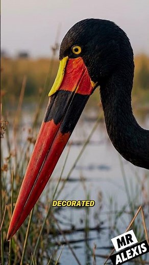 The Saddle-Billed Stork: The Giant-Beaked Bird