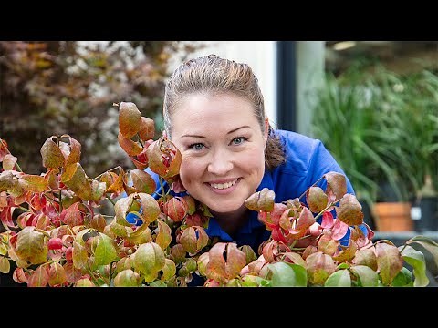 Jeni and the Burning Bush 🍁