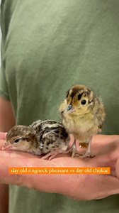 day-old chukar vs. day-old pheasant 🐣 *Don’t mind the pheasant poop—comes with the territory 😅 | Ingalls Pheasants & Fowl